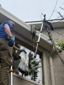 Close-up shot of a Spotfree Window gutter cleaning professional holding a bag and using a pole tool to remove a large, heavy clump of organic debris and a bird's nest from a home's gutter system.